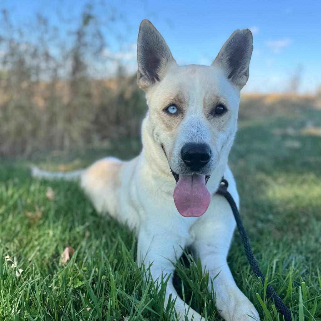 Enlarge Aspen, a Adoptable mixed breed in Canton, IL image 4/6