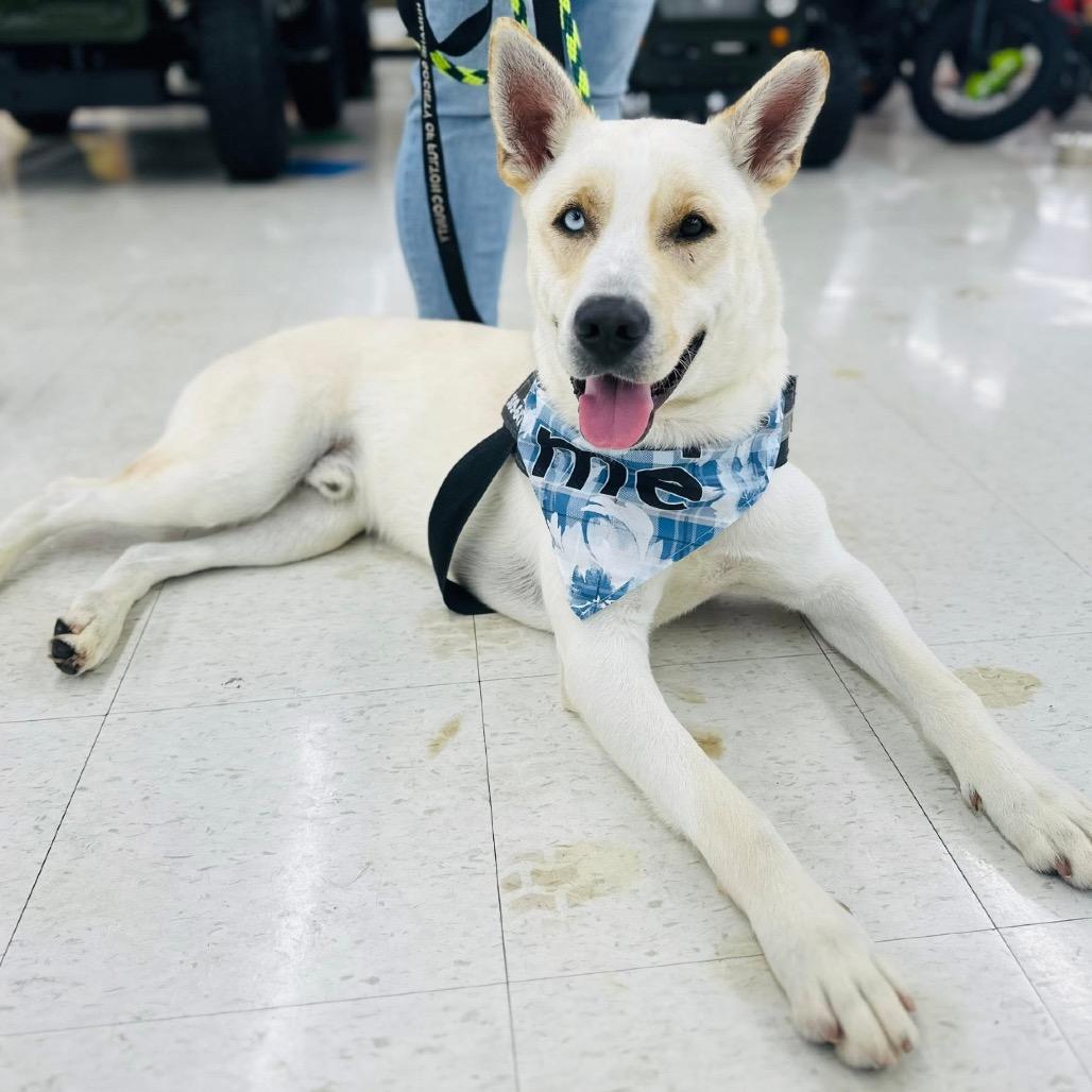 Enlarge Aspen, a Adoptable mixed breed in Canton, IL image 5/6