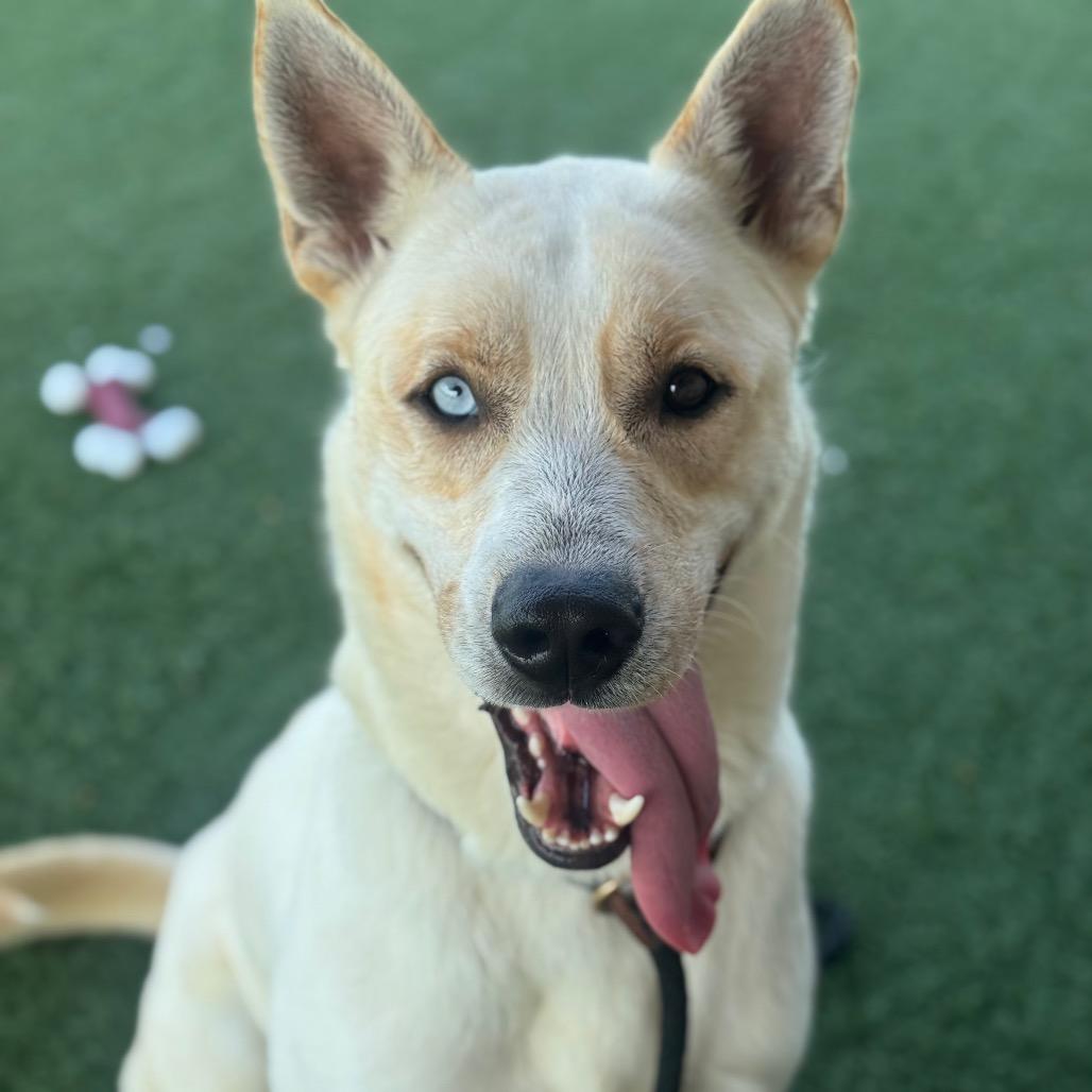 Enlarge Aspen, a Adoptable mixed breed in Canton, IL image 6/6