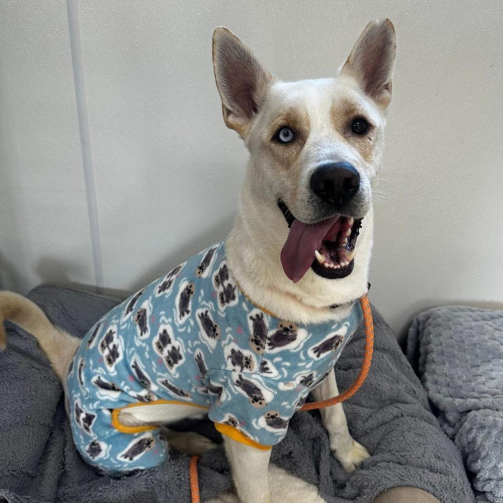 Enlarge Aspen, a Adoptable mixed breed in Canton, IL image 6/6