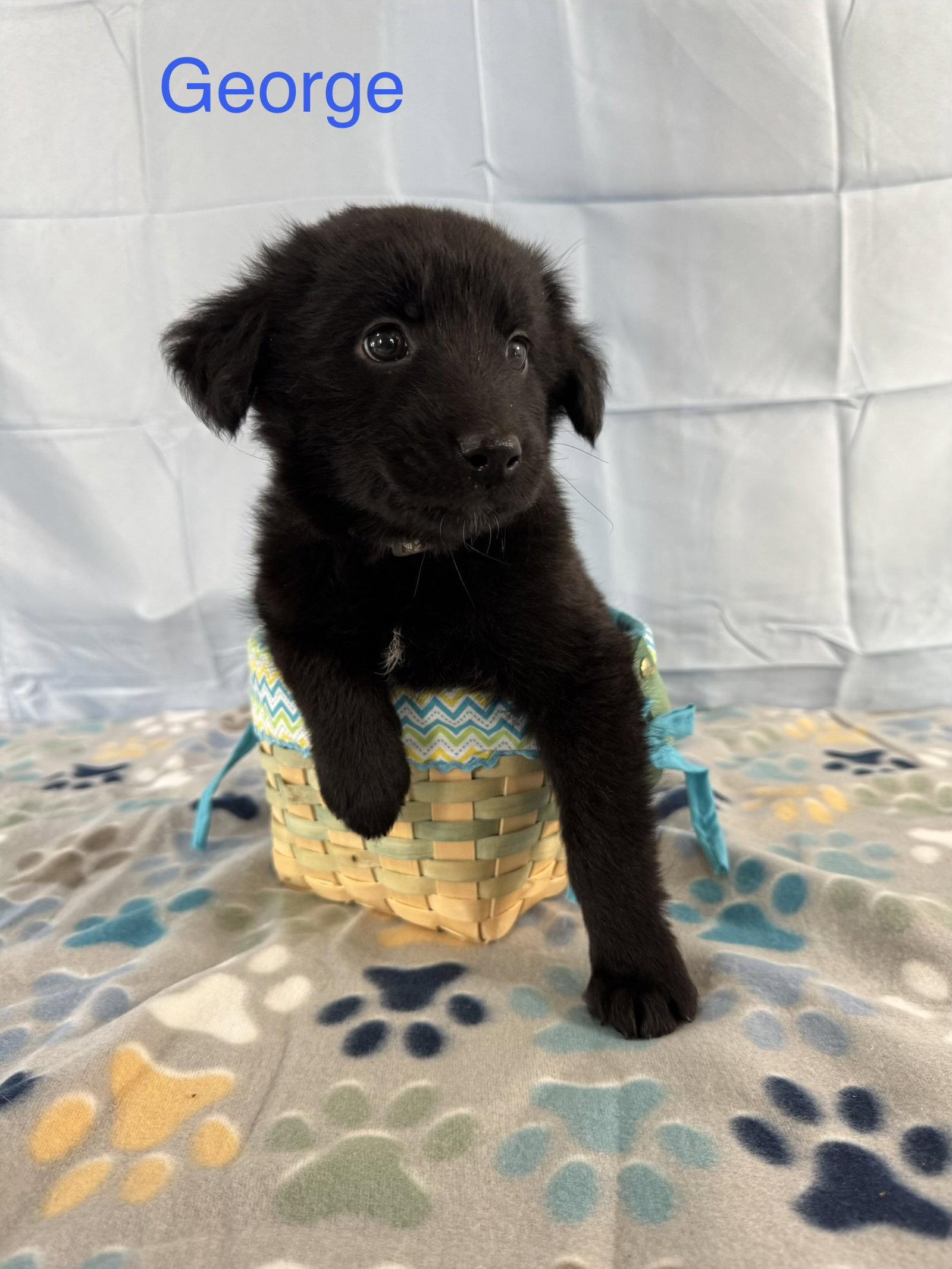 George, Adoptable, Puppy Male Labrador Retriever.