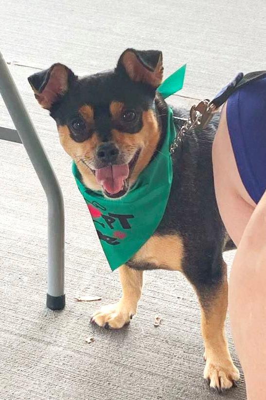 Enlarge Jelly Roll, a Adopted mixed breed in Rootstown, OH image 1/3