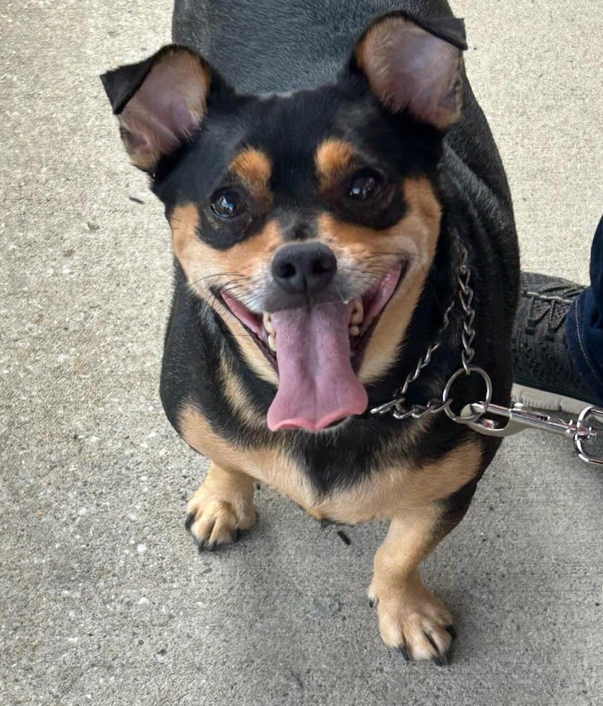 Enlarge Jelly Roll, a Adopted mixed breed in Rootstown, OH image 2/3