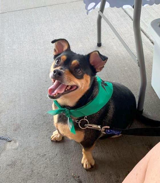 Enlarge Jelly Roll, a Adopted mixed breed in Rootstown, OH image 3/3