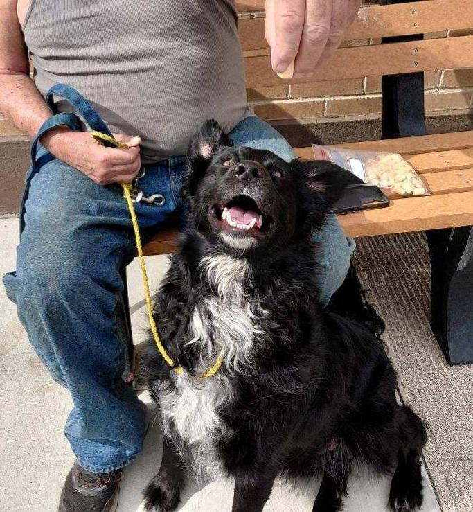 Sammy, a Adoptable mixed breed in Goldendale, WA image 4/4