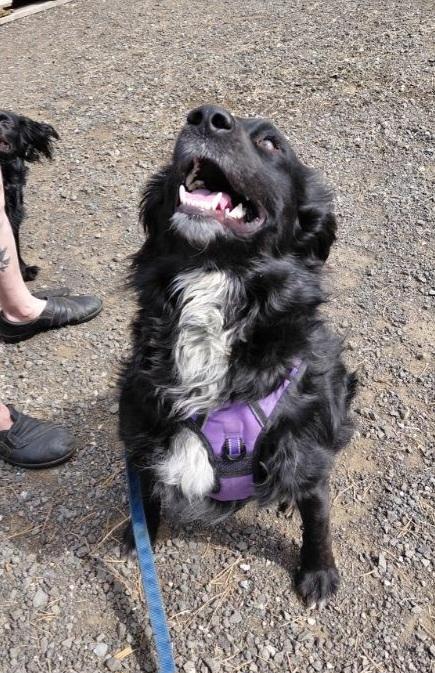 Sammy, Adoptable, Adult Male Black Labrador Retriever & Border Collie.