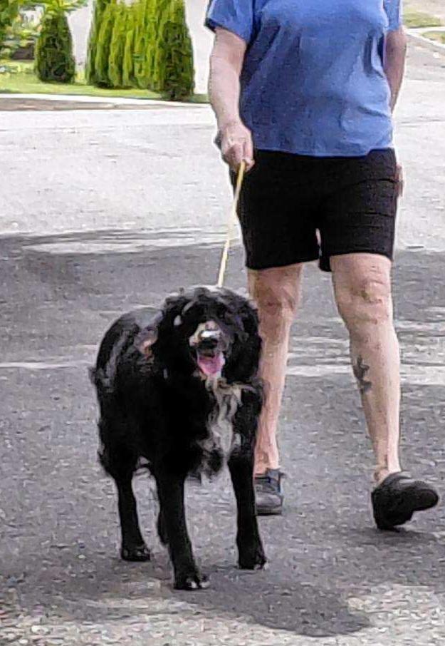 Sammy, a Adoptable mixed breed in Goldendale, WA image 2/4