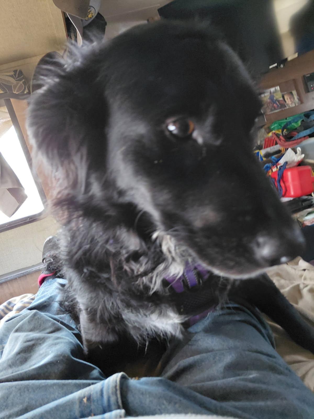 Sammy, a Adoptable mixed breed in Goldendale, WA image 3/4