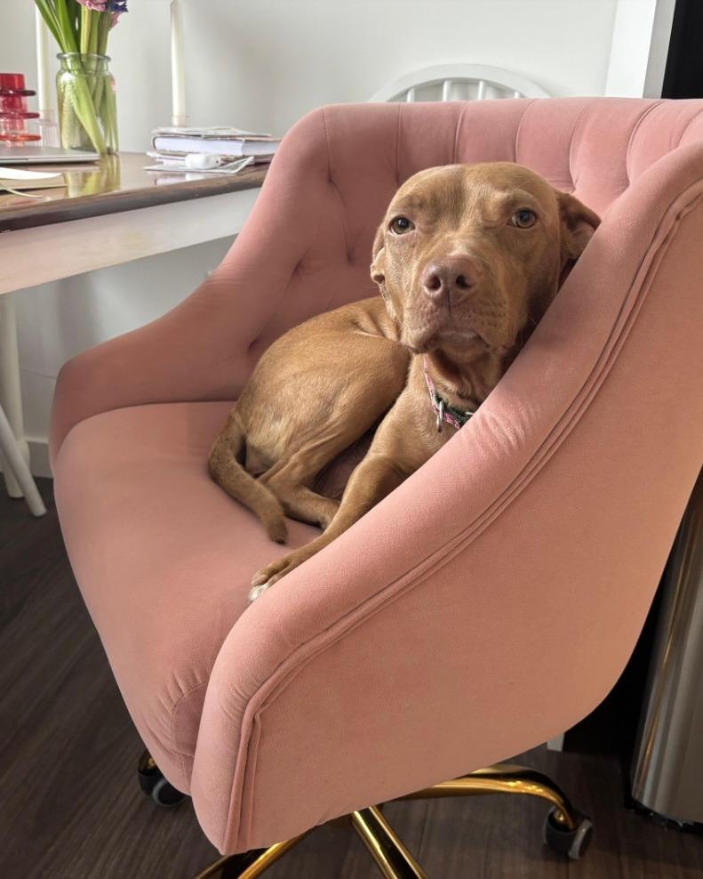 Enlarge Ava, an adopted mixed breed in Richmond, VA image 2/6