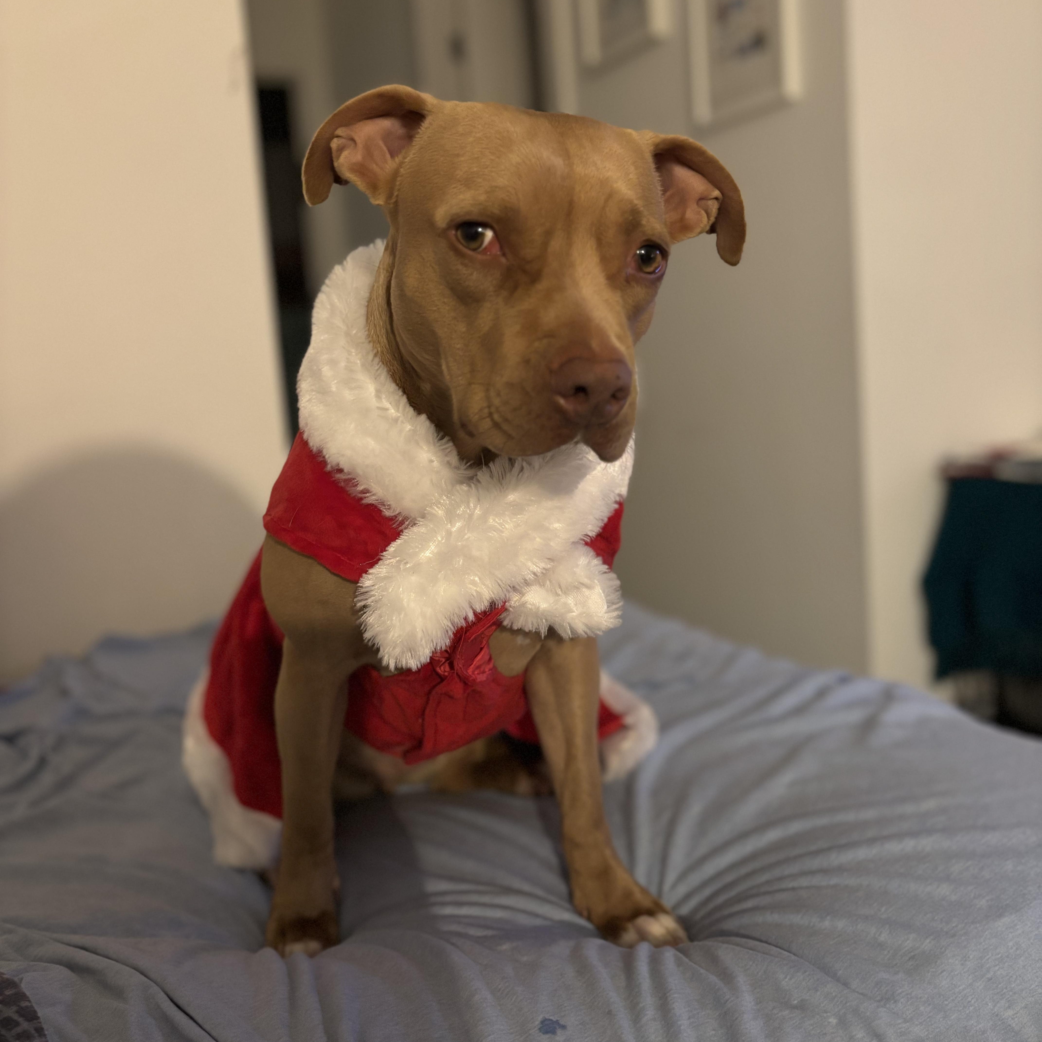 Ava, adopted, Adult Female Pit Bull Terrier.