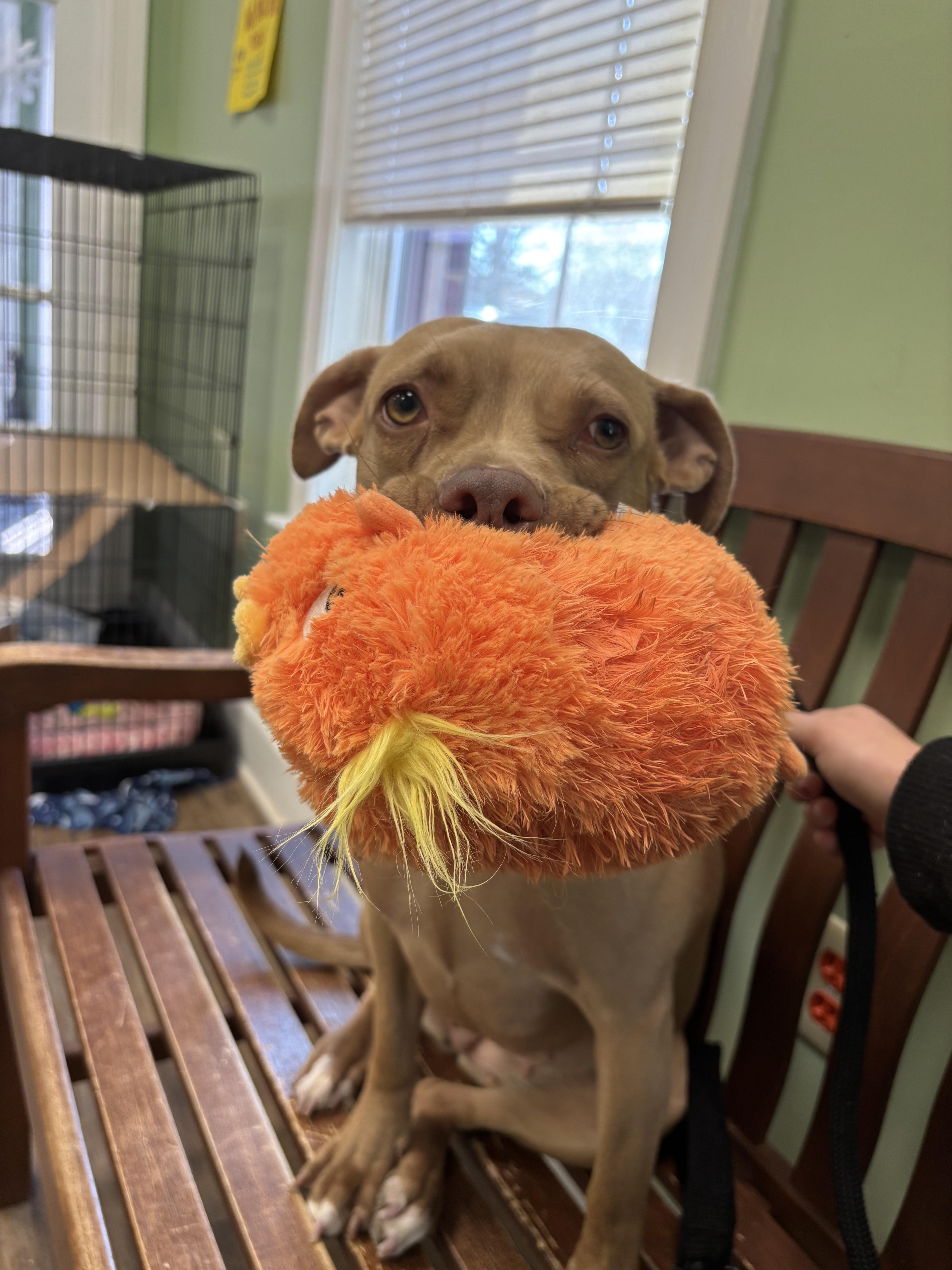 Enlarge Ava, an adopted mixed breed in Richmond, VA image 3/6