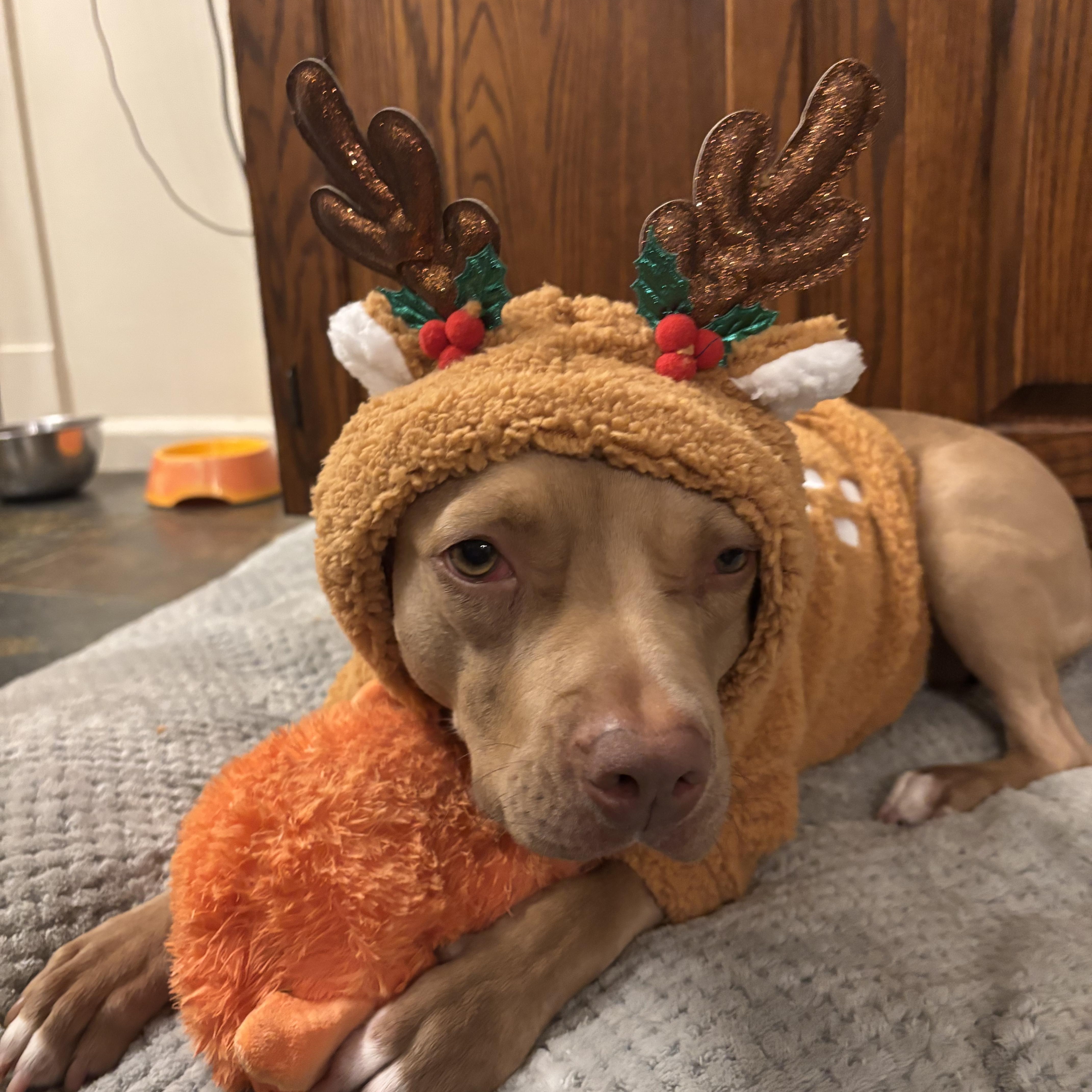 Enlarge Ava, an adopted mixed breed in Richmond, VA image 4/6