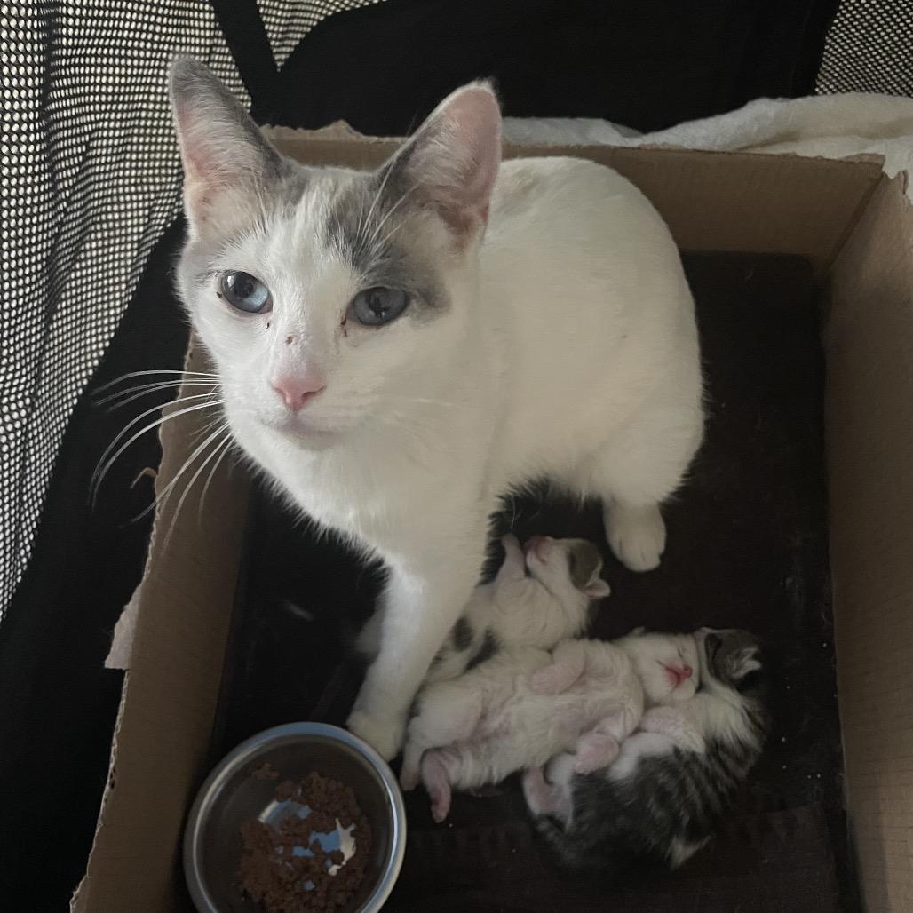 Vanilla, Adoptable, Adult Female Siamese & Domestic Short Hair.