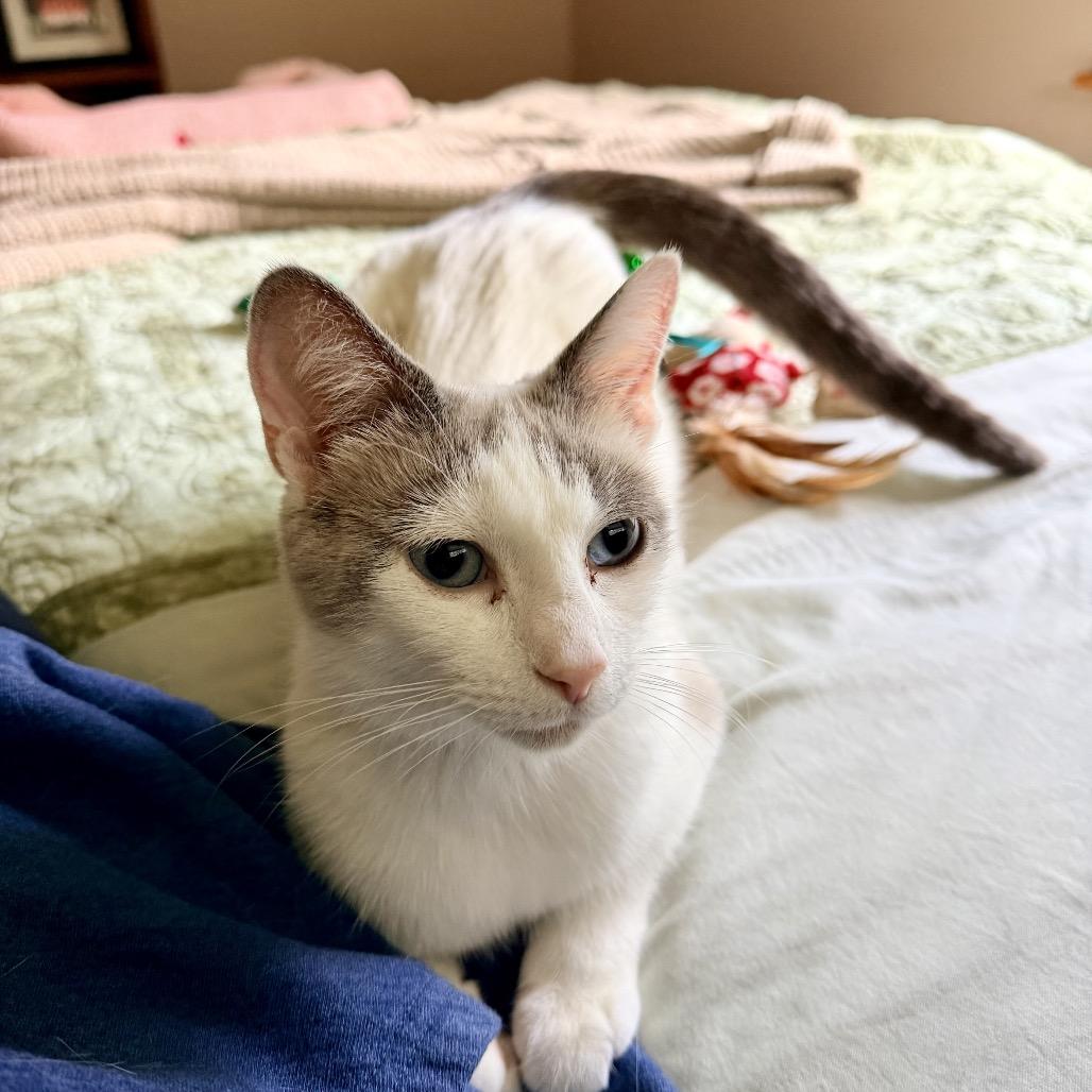 Vanilla, a Adoptable mixed breed in Potomac, MD image 2/3