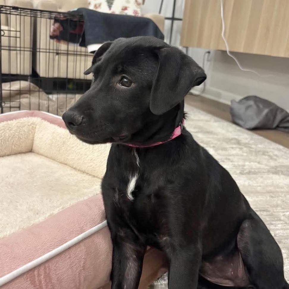 Enlarge Claudette, an adopted mixed breed in East Syracuse, NY image 2/6