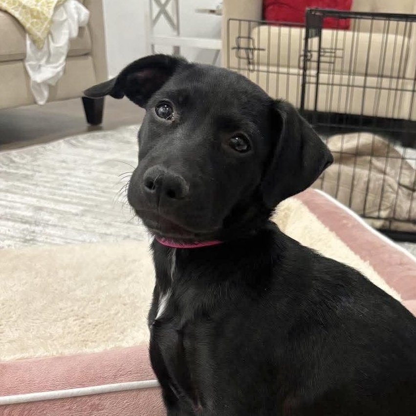 Enlarge Claudette, an adopted mixed breed in East Syracuse, NY image 4/6