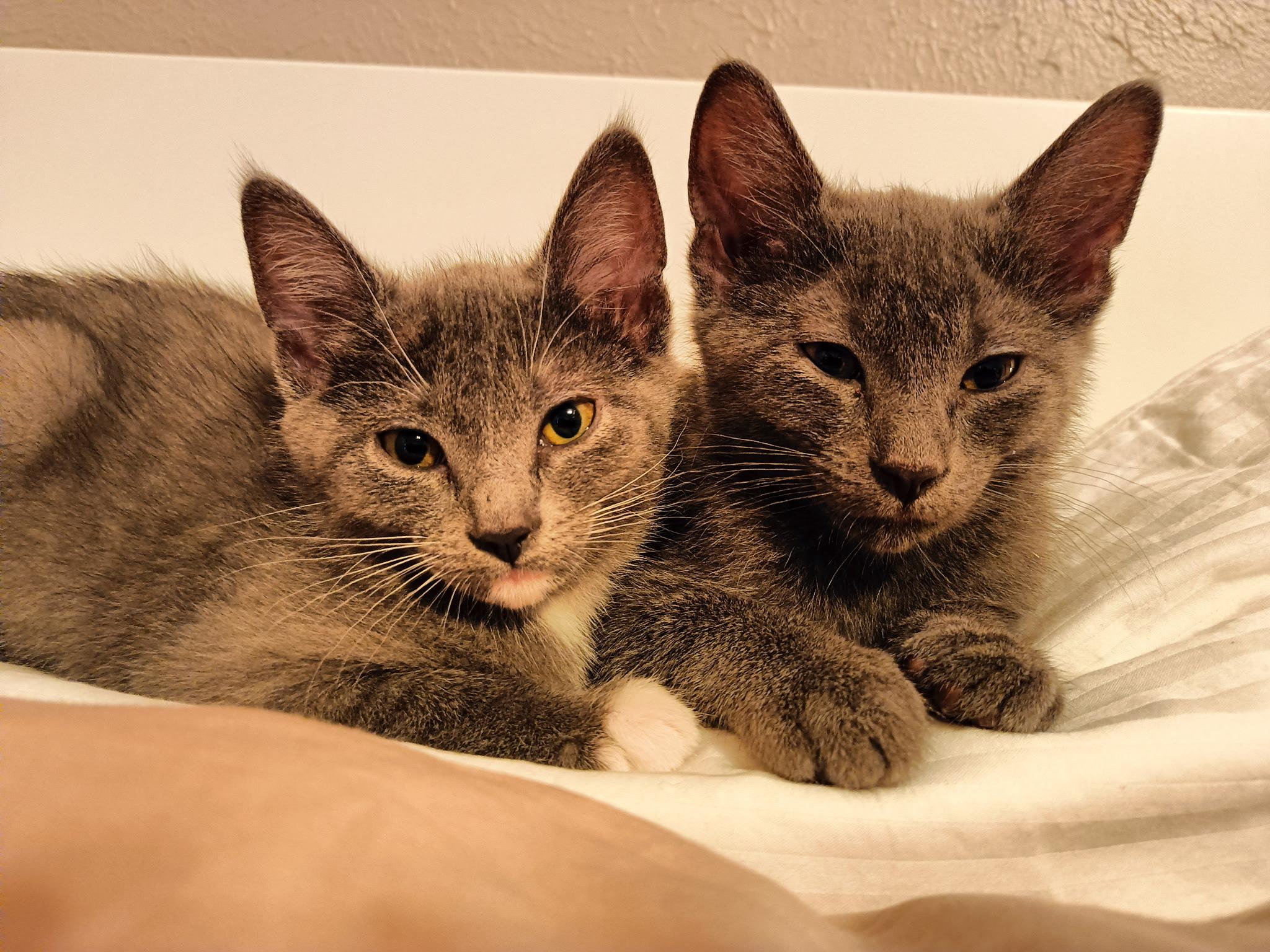 Nicolai and Anya