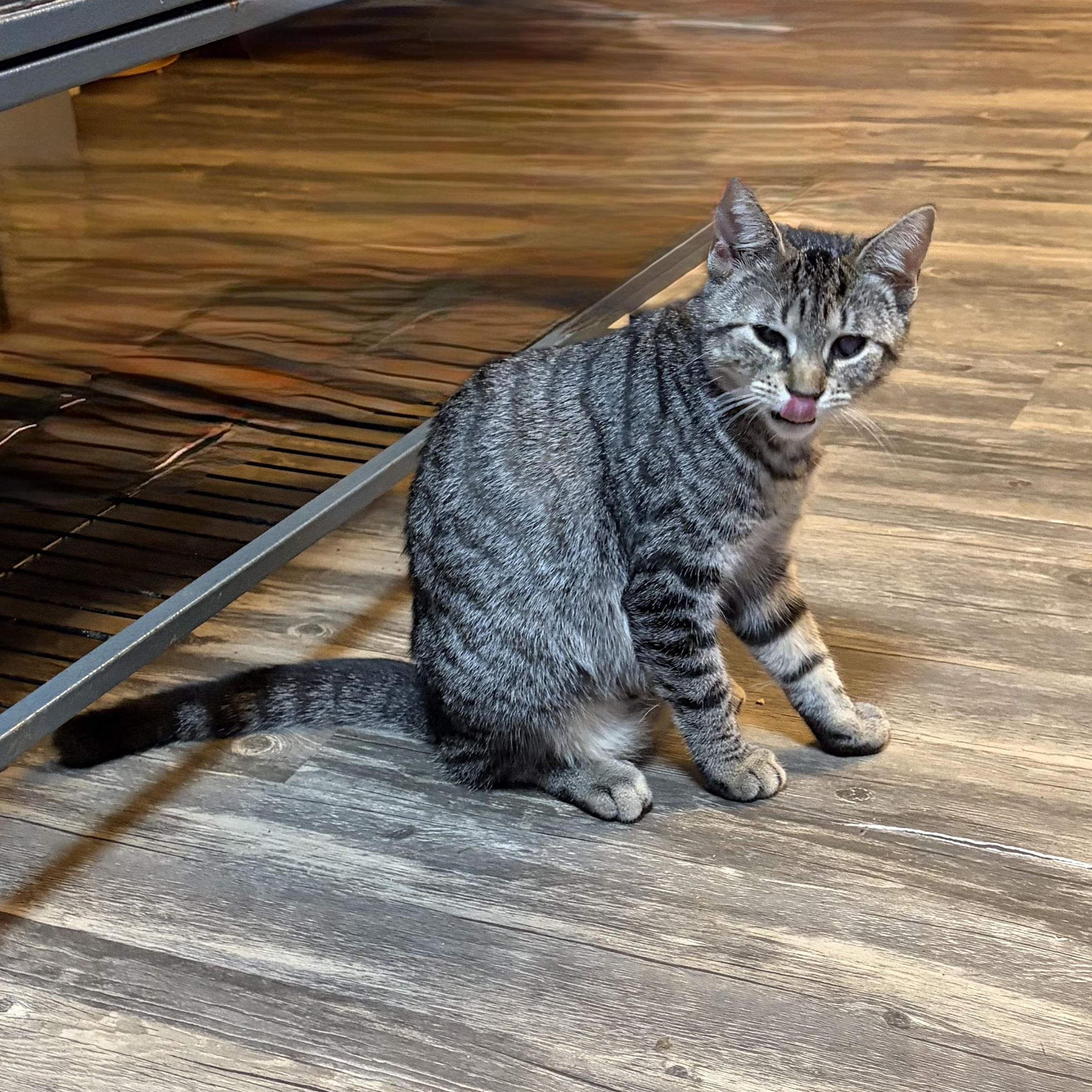 Enlarge Marta, a Adoptable Domestic Short Hair in Cortland, NY image 3/4