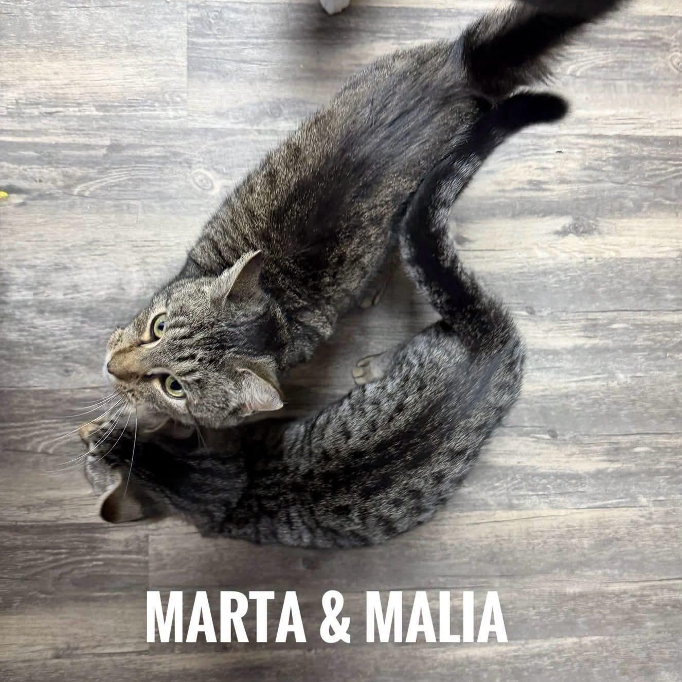 Enlarge Marta, a Adoptable Domestic Short Hair in Cortland, NY image 4/4
