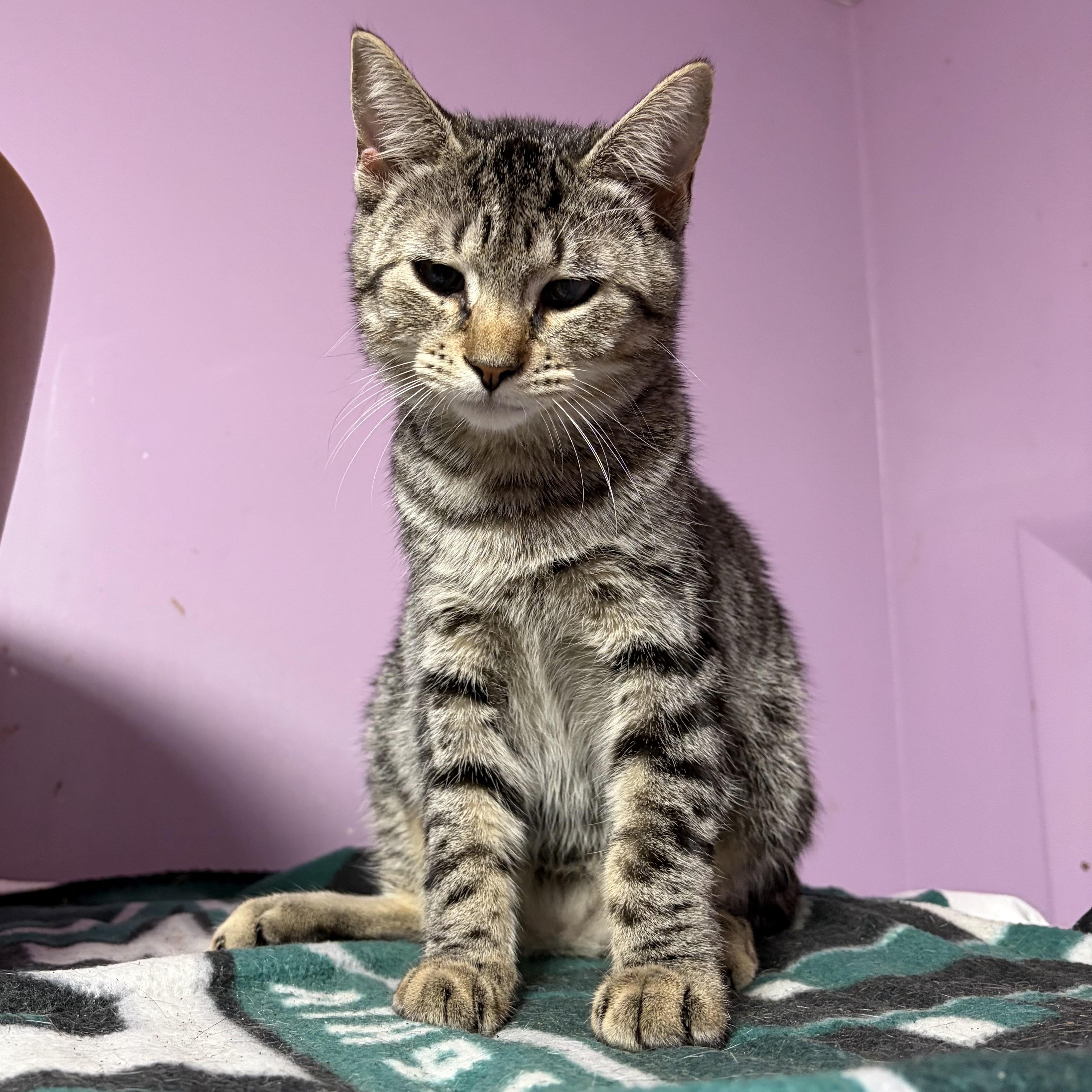 Enlarge Marta, a Adoptable Domestic Short Hair in Cortland, NY image 2/4