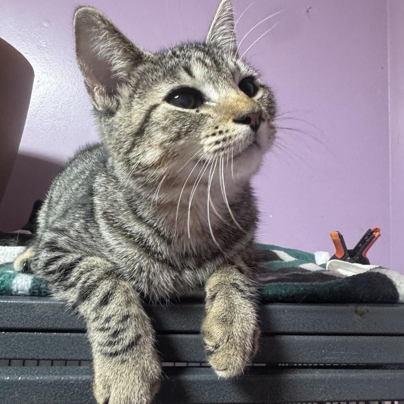 Marta, Adoptable, Kitten Female Domestic Short Hair.
