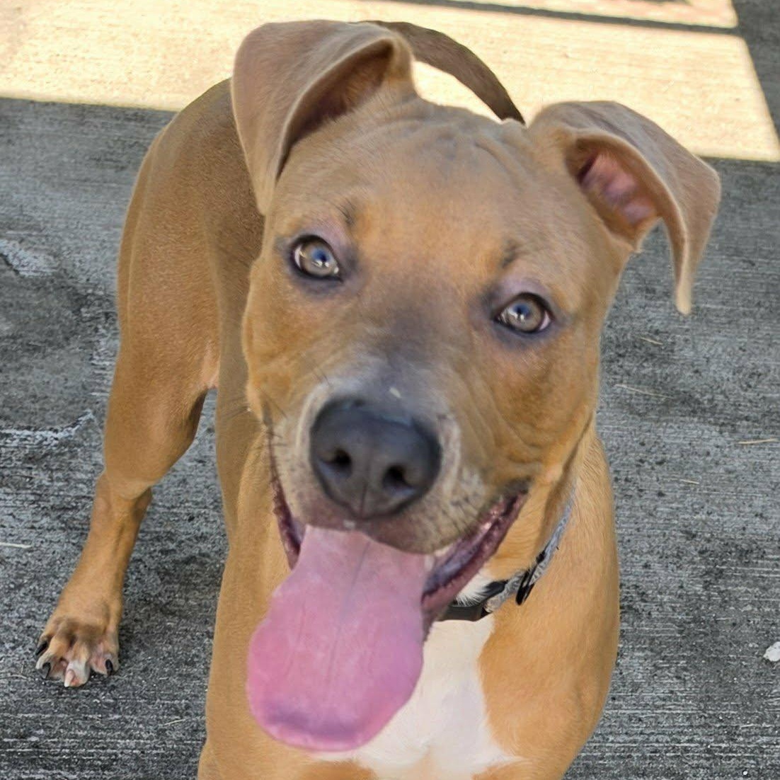 Axle, Playful Puppy Boy, Adoptable, Puppy Male Pit Bull Terrier & Terrier.