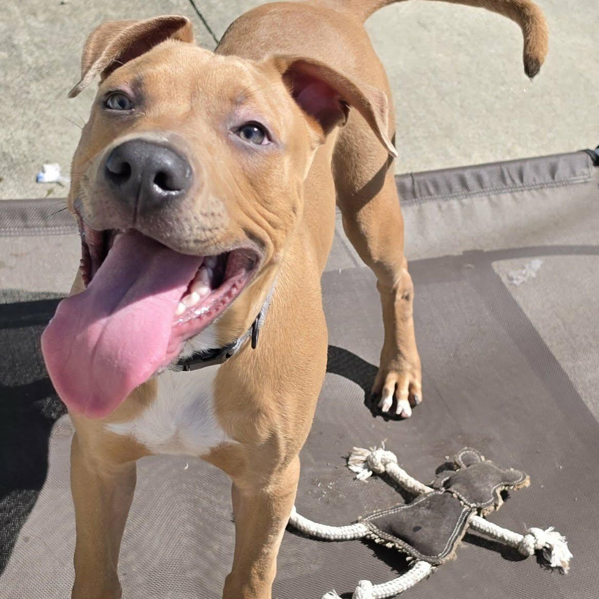 Enlarge Axle, Playful Puppy Boy, a Adoptable mixed breed in Meriden, CT image 6/6
