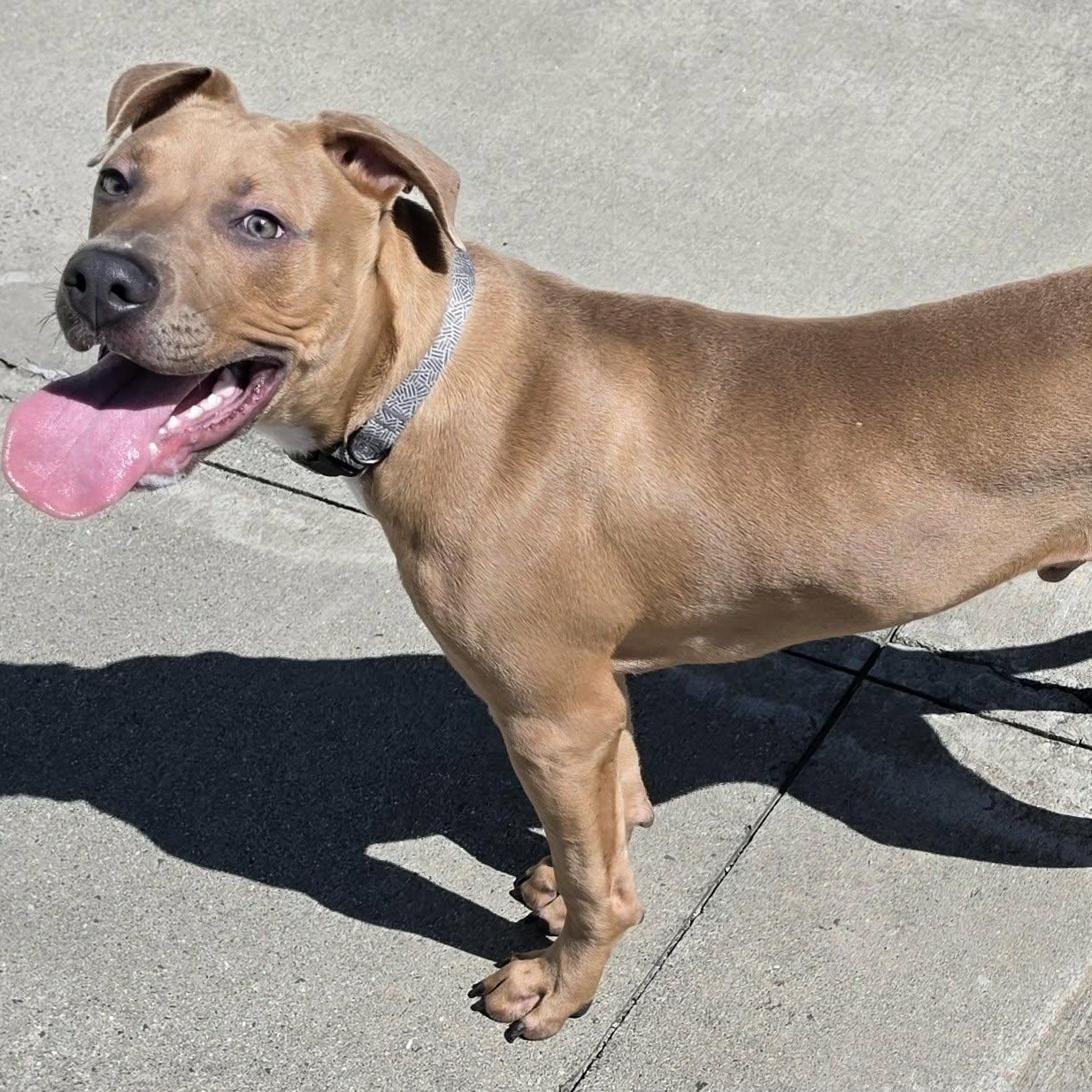 Enlarge Axle, Playful Puppy Boy, a Adoptable mixed breed in Meriden, CT image 3/6