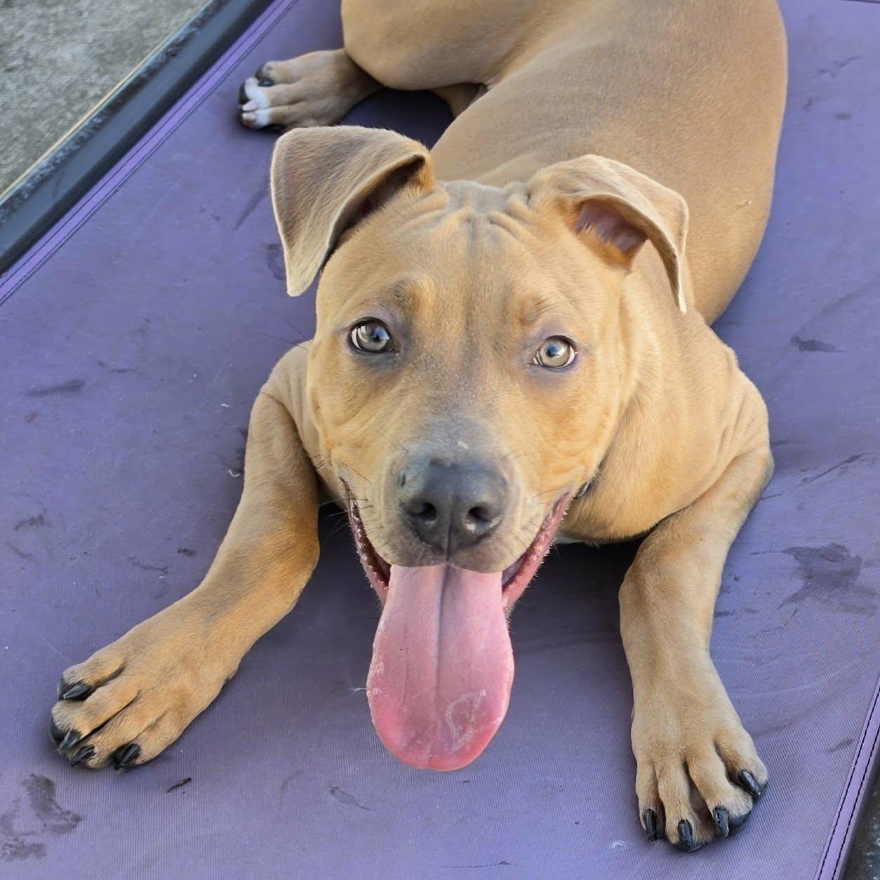 Enlarge Axle, Playful Puppy Boy, a Adoptable mixed breed in Meriden, CT image 4/6