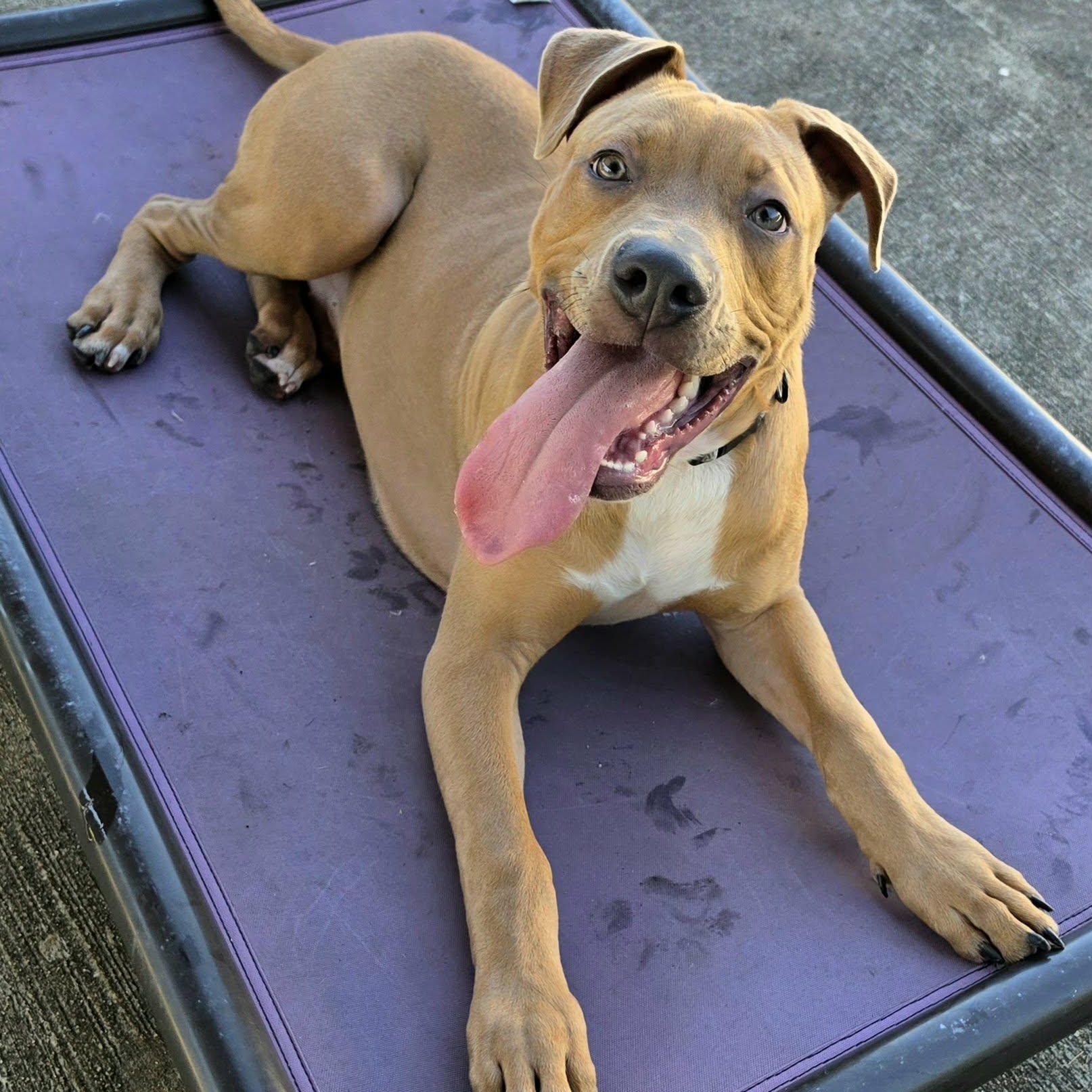 Enlarge Axle, Playful Puppy Boy, a Adoptable mixed breed in Meriden, CT image 5/6