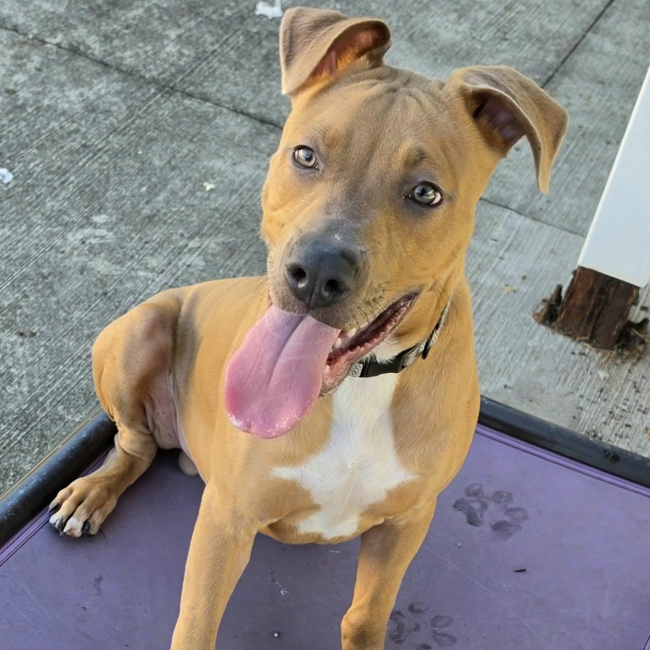 Enlarge Axle, Playful Puppy Boy, a Adoptable mixed breed in Meriden, CT image 2/6
