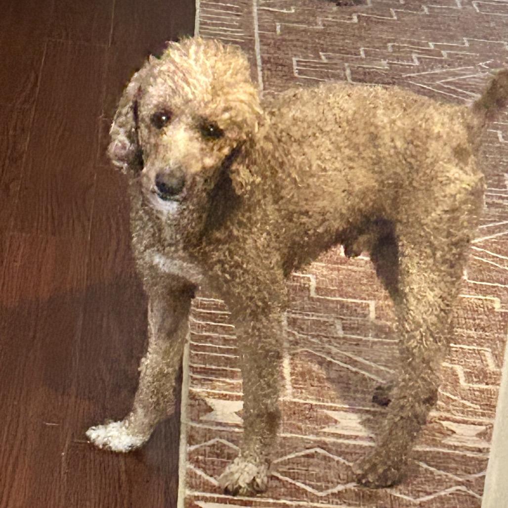 Romeo, a Adoptable Poodle in Sinking Spring, PA image 1/4