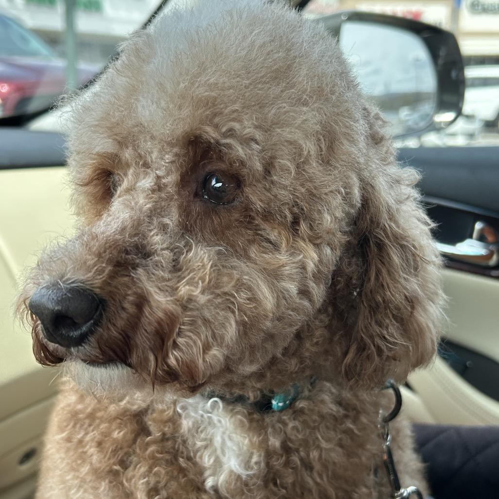 Romeo, Adoptable, Adult Male Poodle.