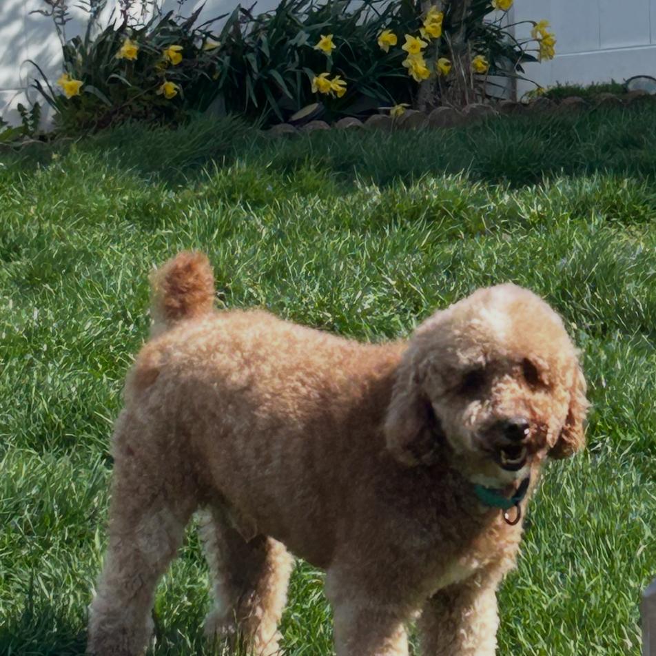Enlarge Romeo, a Adoptable Poodle in Sinking Spring, PA image 2/6