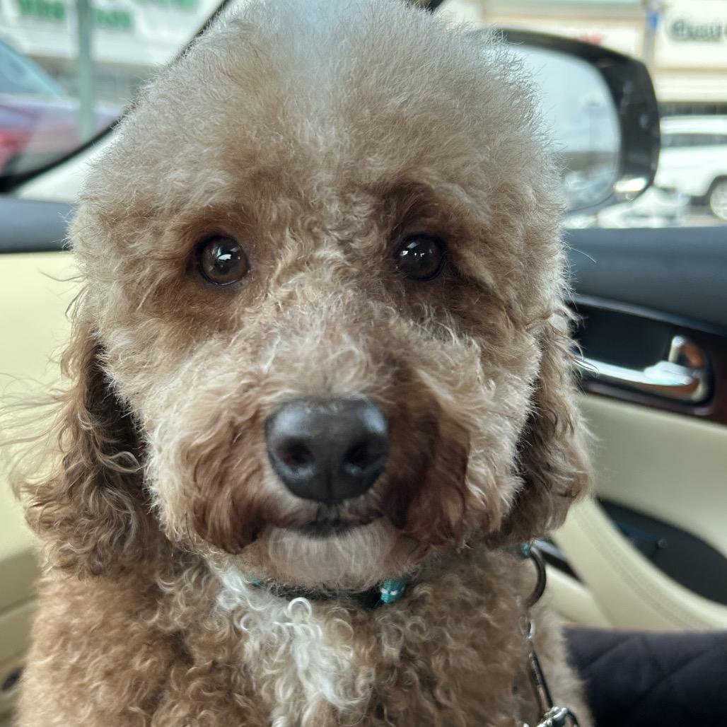 Enlarge Romeo, a Adoptable Poodle in Sinking Spring, PA image 3/6