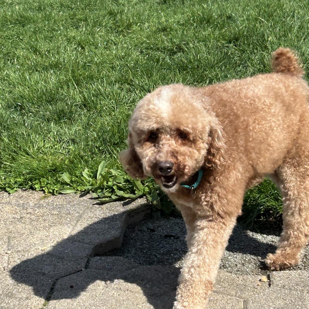 Enlarge Romeo, a Adoptable Poodle in Sinking Spring, PA image 4/6