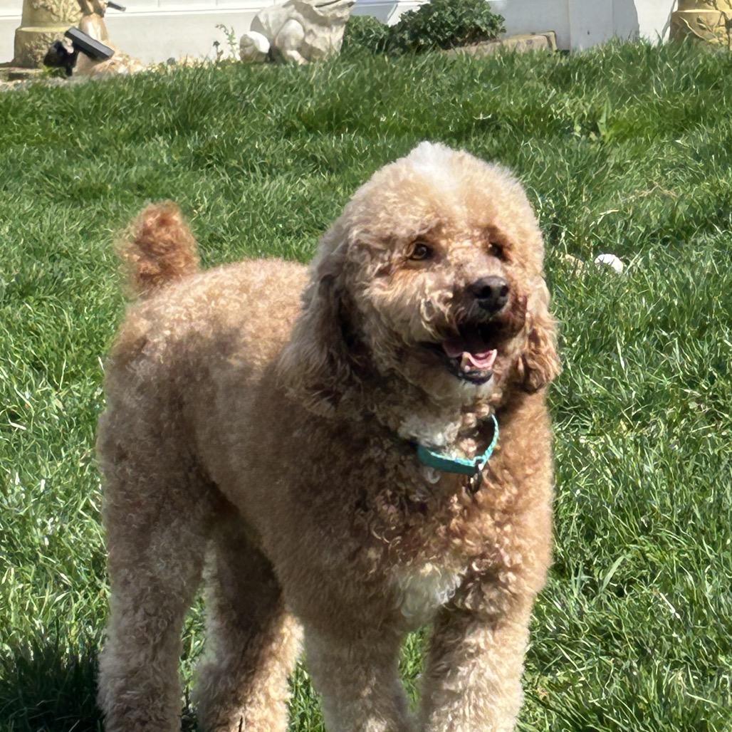 Enlarge Romeo, a Adoptable Poodle in Sinking Spring, PA image 5/6