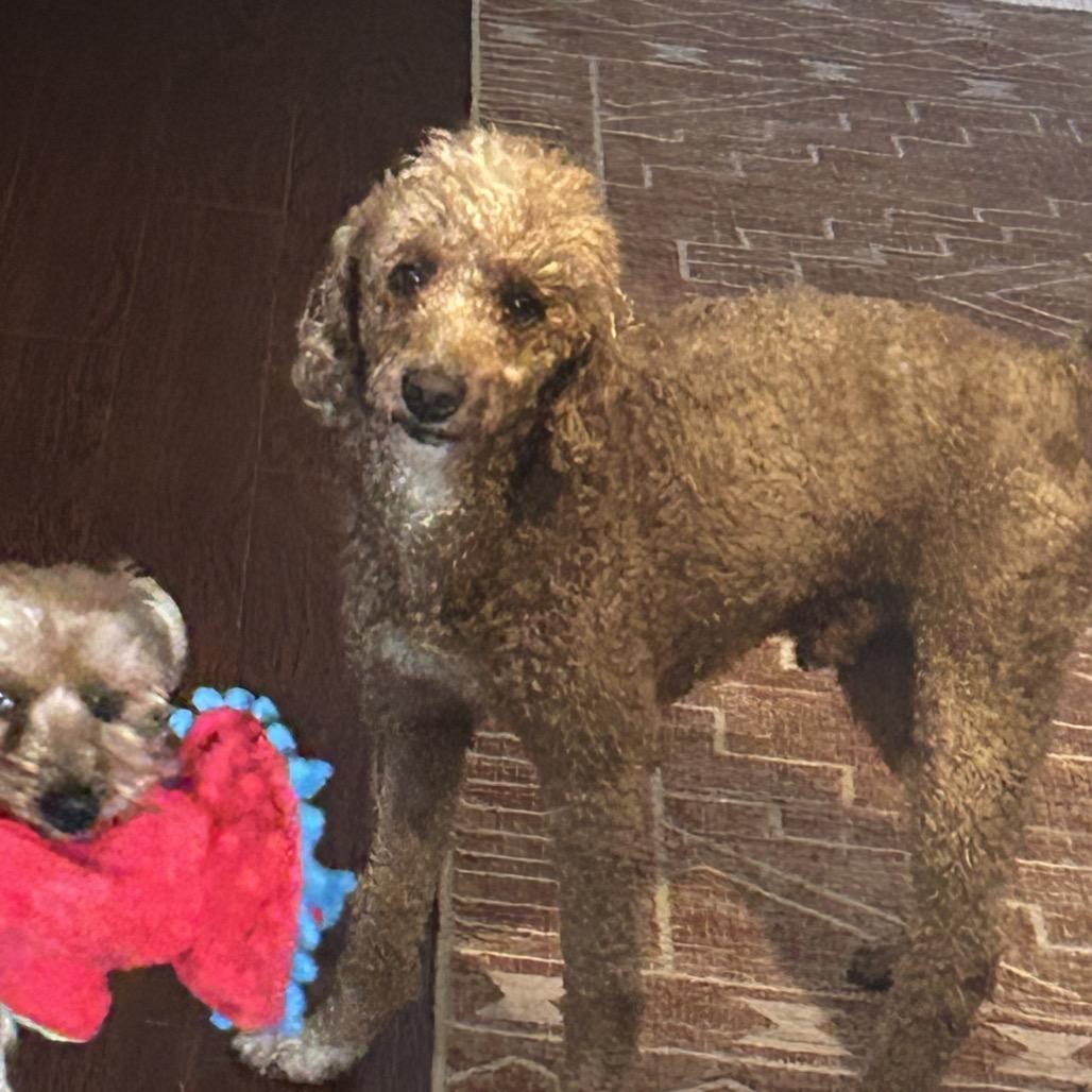 Romeo, a Adoptable Poodle in Sinking Spring, PA image 2/4