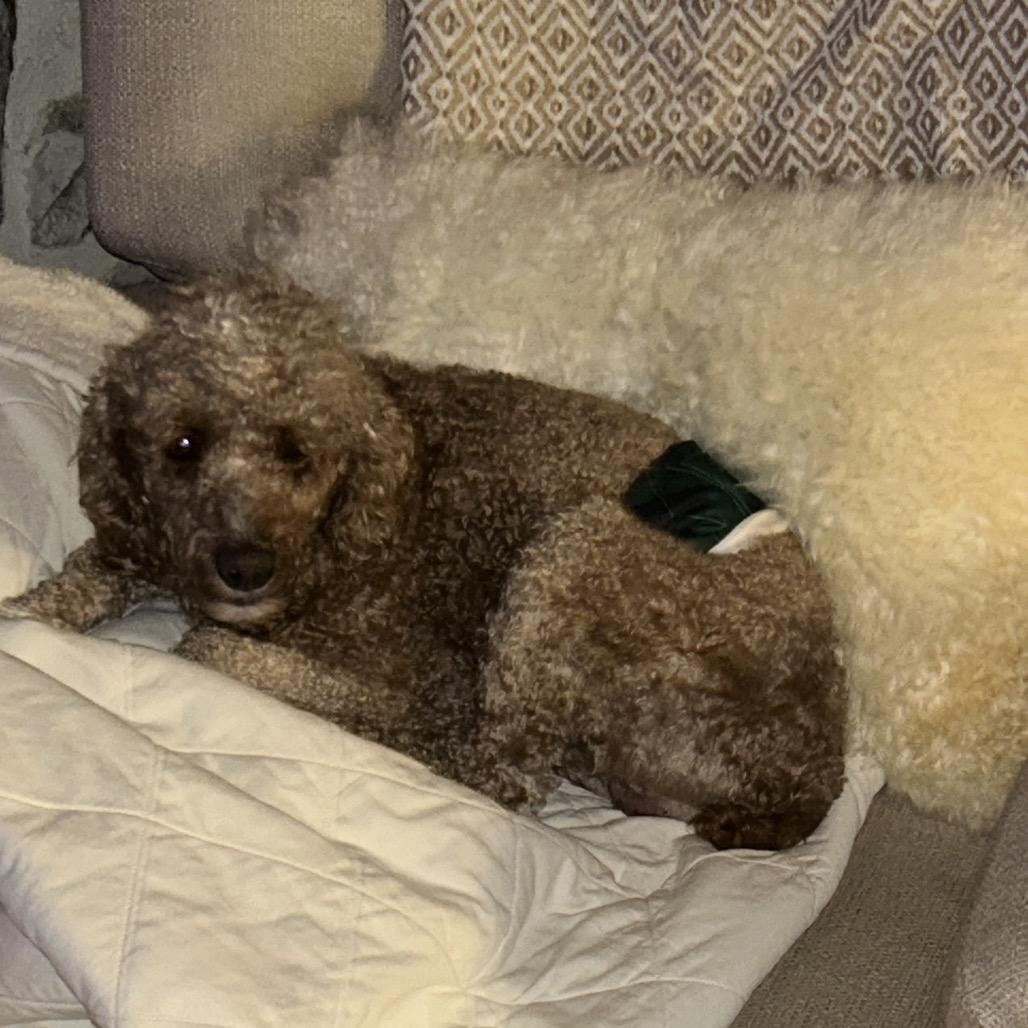 Romeo, a Adoptable Poodle in Sinking Spring, PA image 3/4