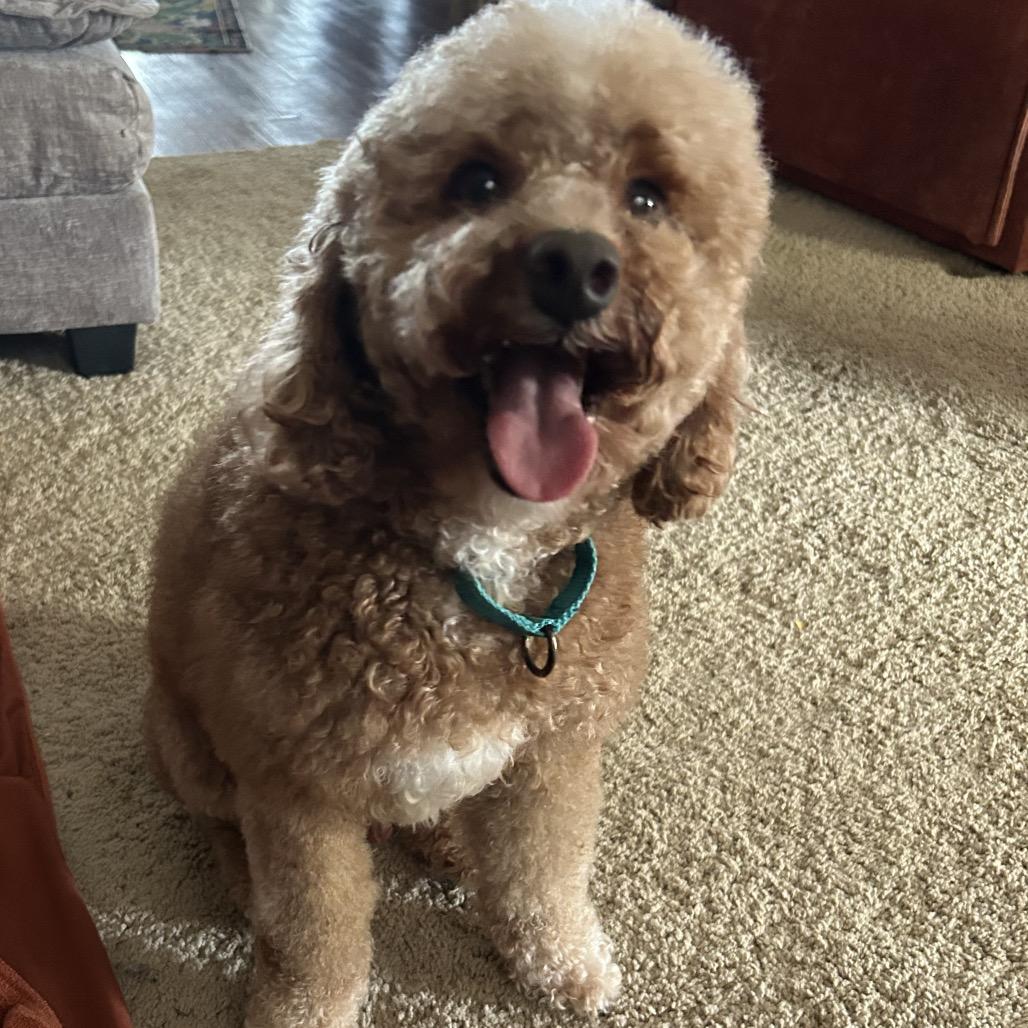 Enlarge Romeo, a Adoptable Poodle in Sinking Spring, PA image 6/6