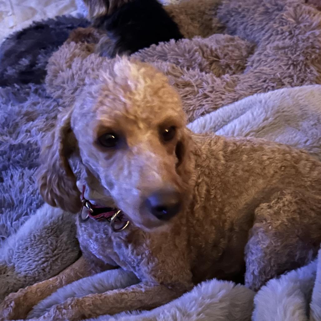 Romeo, a Adoptable Poodle in Sinking Spring, PA image 4/4