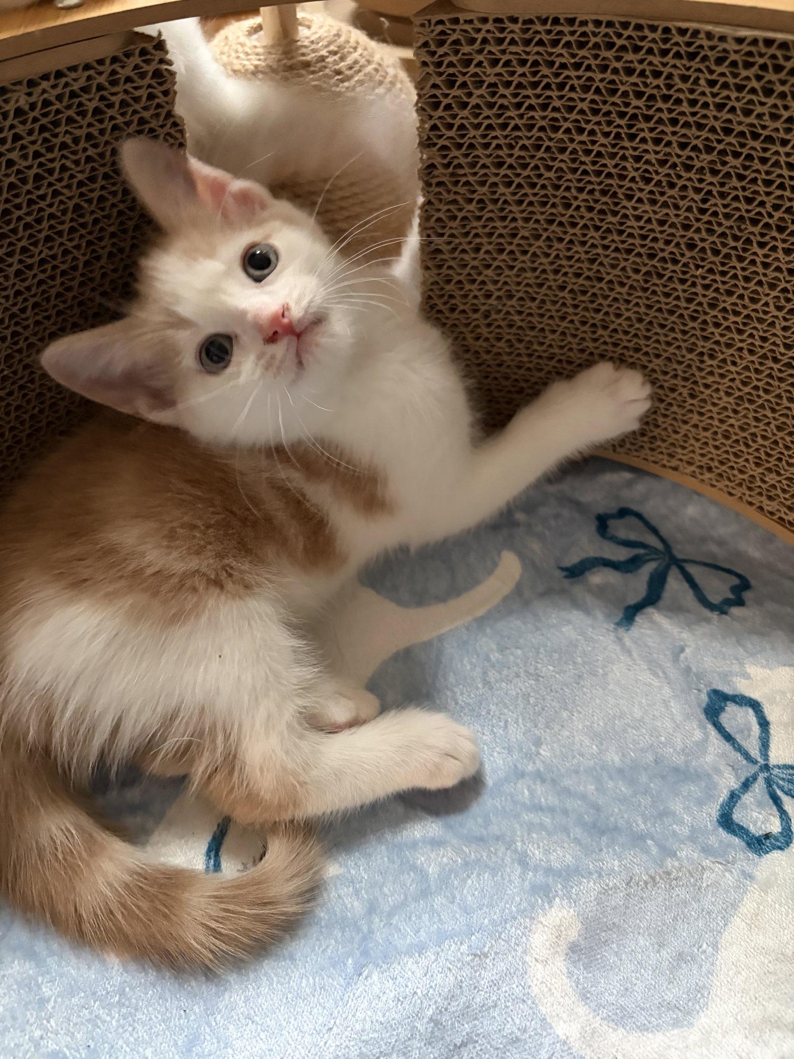 Ralphie, Adoptable, Kitten Male Domestic Short Hair.