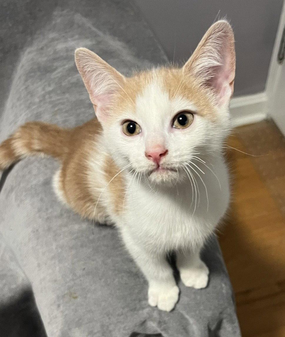 Enlarge Ralphie, a Adoptable Domestic Short Hair in Rootstown, OH image 2/3