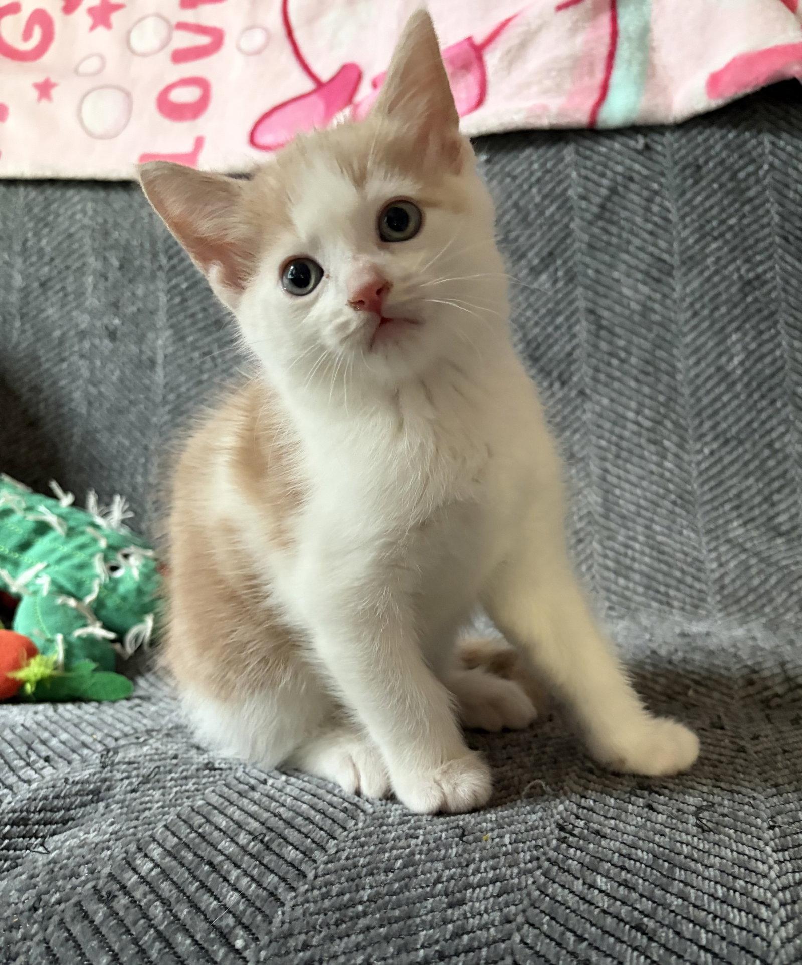 Enlarge Ralphie, a Adoptable Domestic Short Hair in Rootstown, OH image 3/3