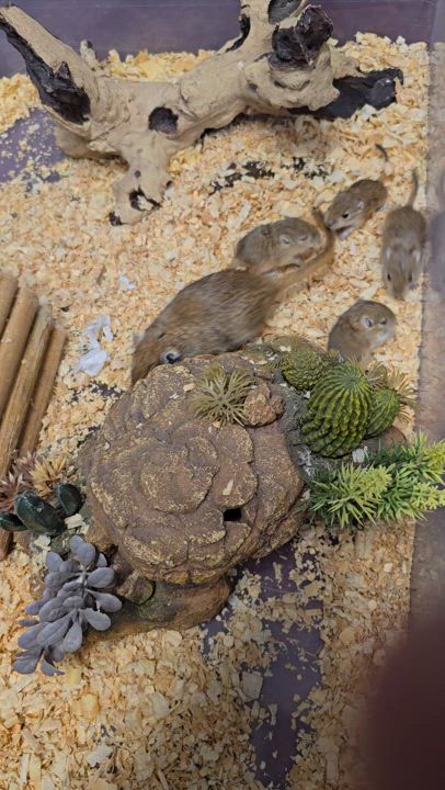 Enlarge Mimi, Acorn, Cashew, a Adoptable Gerbil in Idaho Falls, ID video 2/2