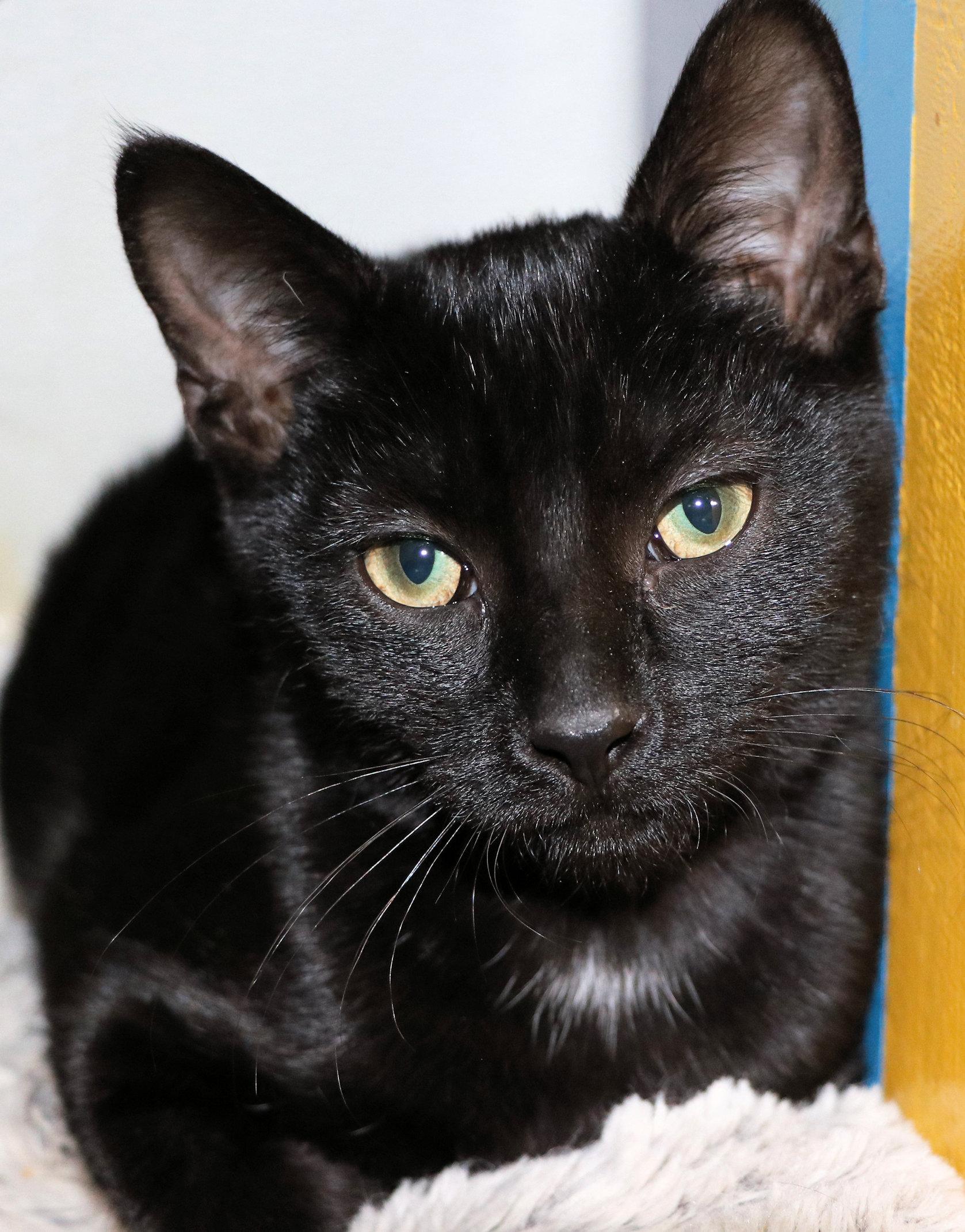 Enlarge Jet, a ADOPTABLE Domestic Short Hair in Cincinnati, OH image 1/1