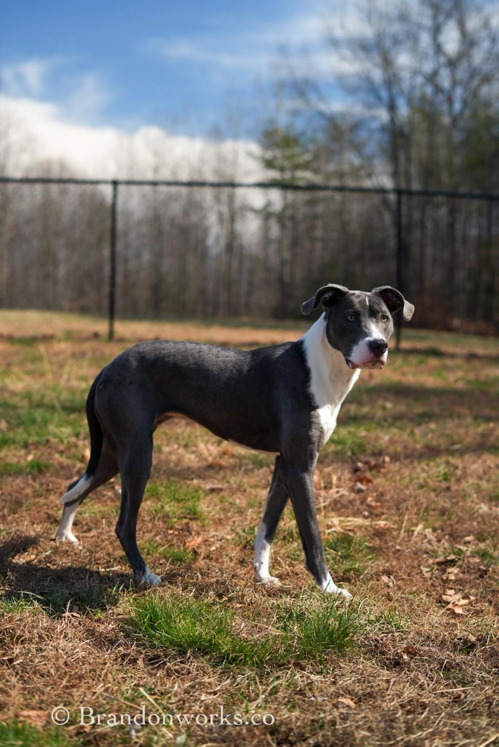 Enlarge Aqua, a ADOPTABLE Mixed Breed in Stafford, VA image 3/3