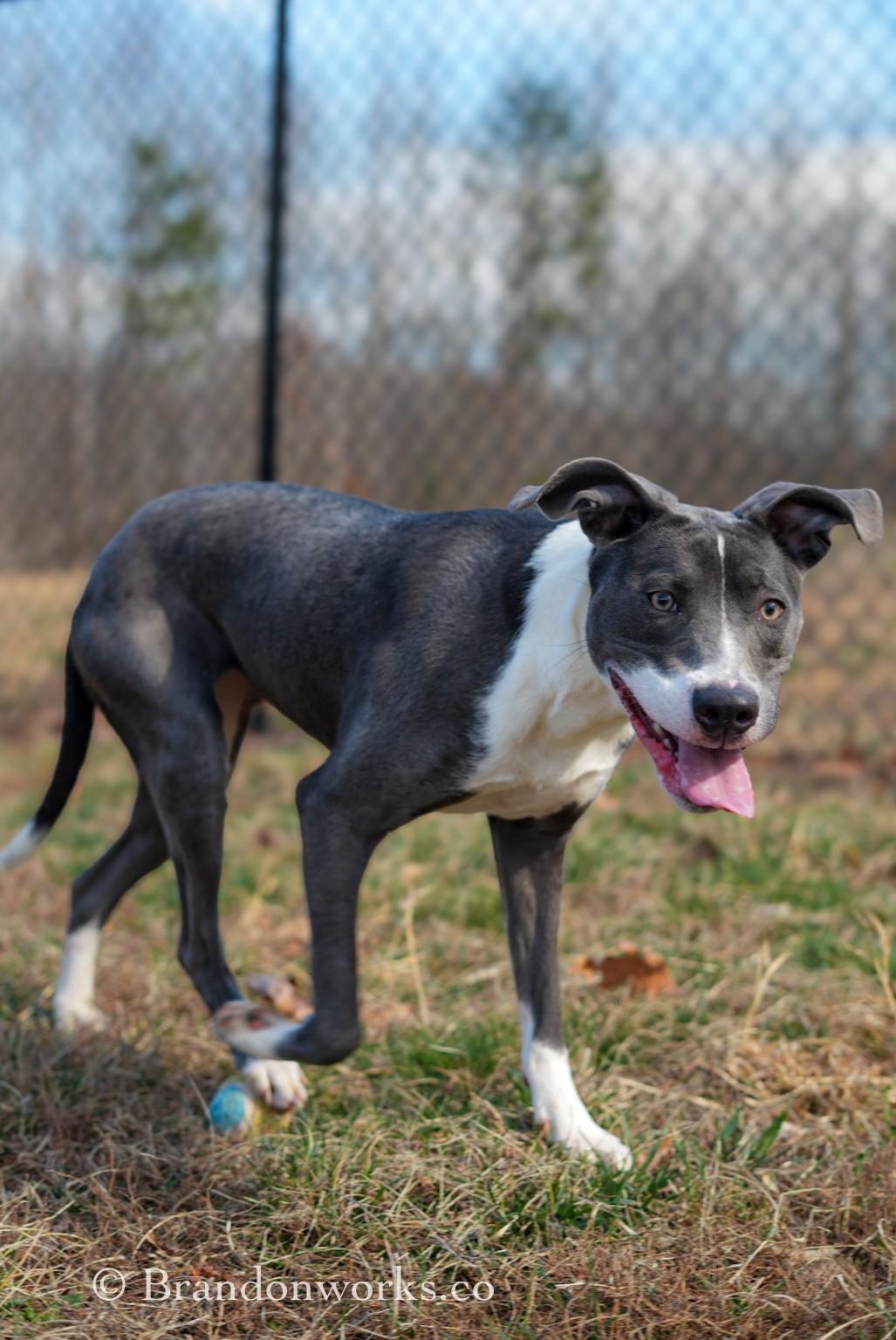 Enlarge Aqua, a ADOPTABLE Mixed Breed in Stafford, VA image 2/3