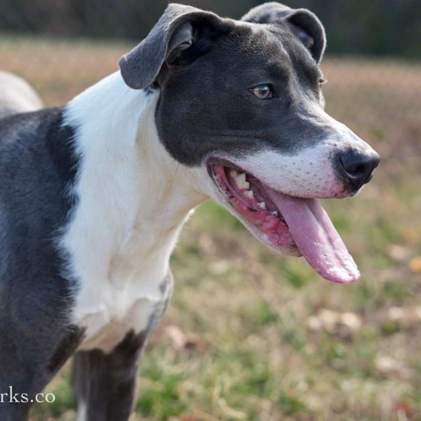 Enlarge Aqua, a ADOPTABLE Mixed Breed in Stafford, VA image 1/3
