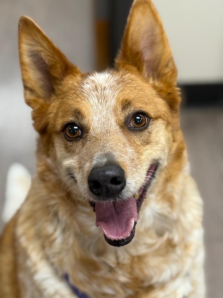 Enlarge Colt, a Adoptable Australian Cattle Dog / Blue Heeler in Gillette, WY image 1/2